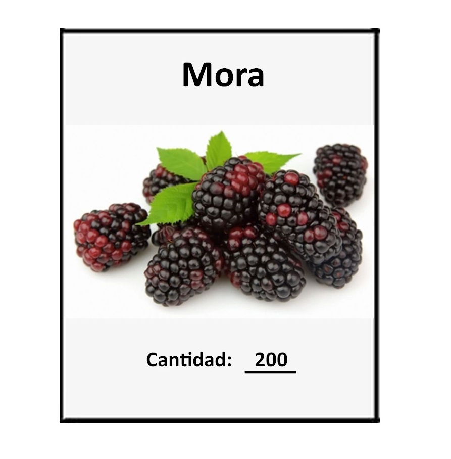 200 Semillas de Fruta Mora